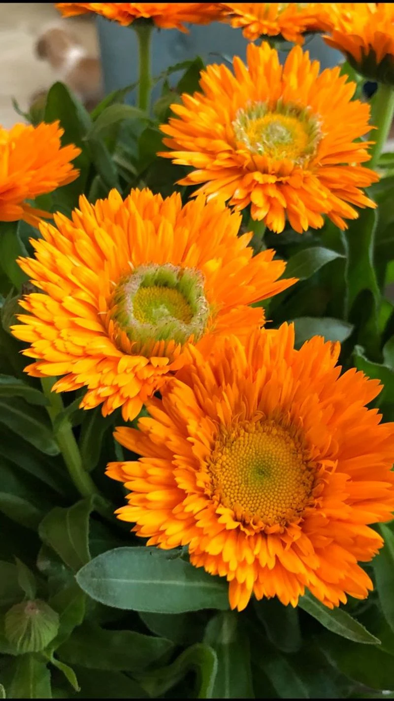 Calendula