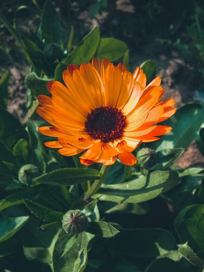 Calendula