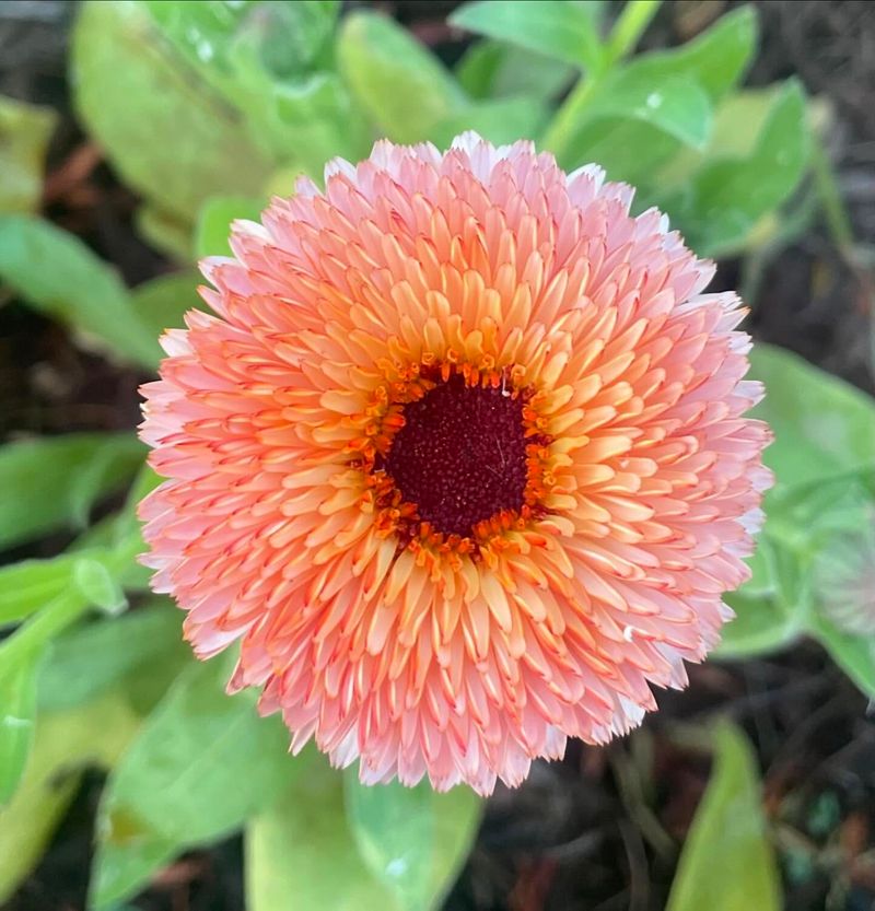 Calendula