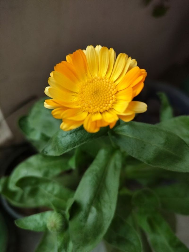Calendula