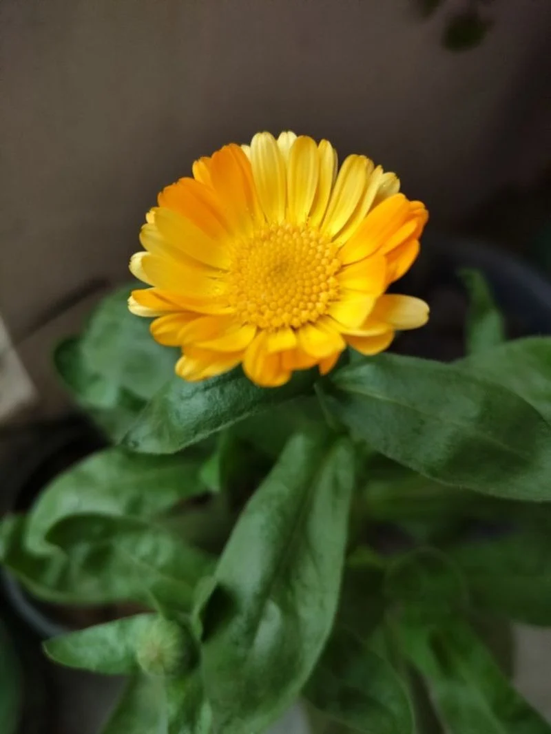 Calendula