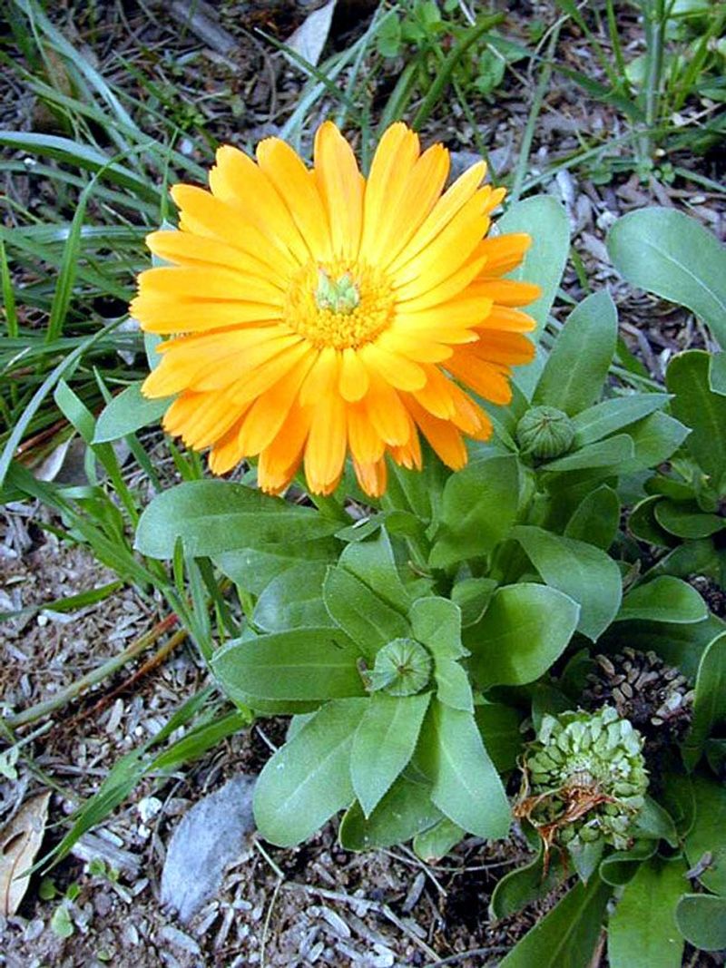 Calendula
