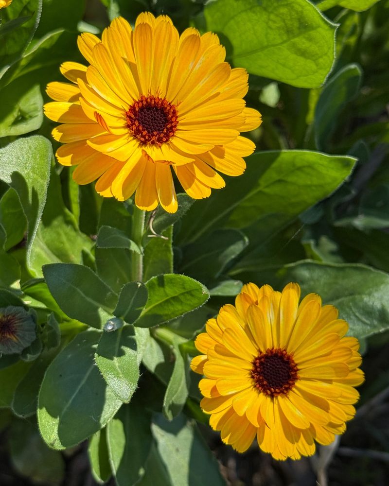 Calendula