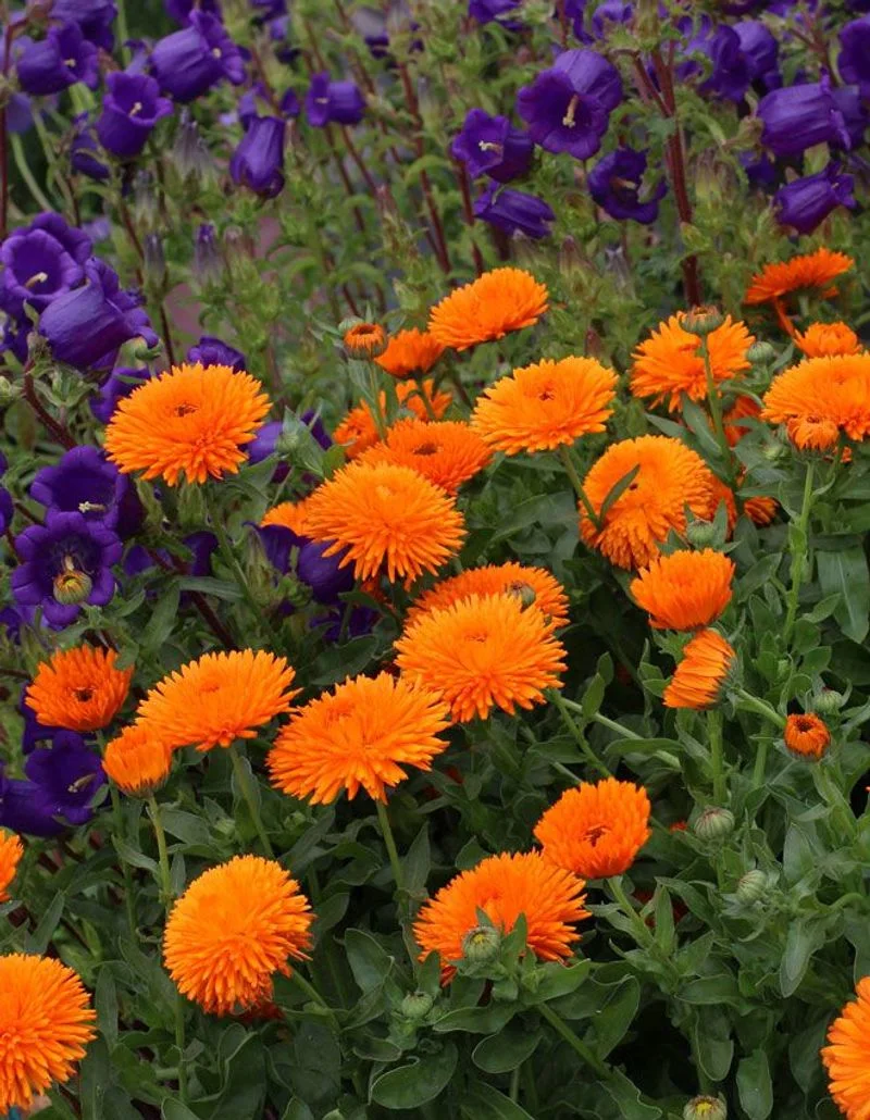 Calendula