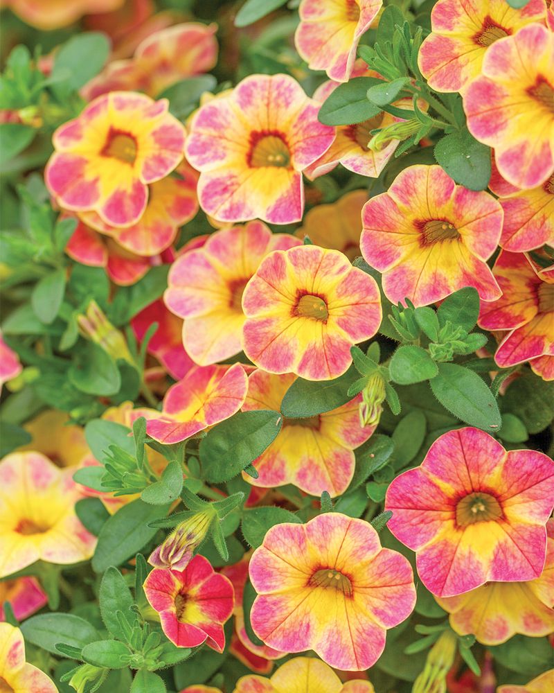 Calibrachoa
