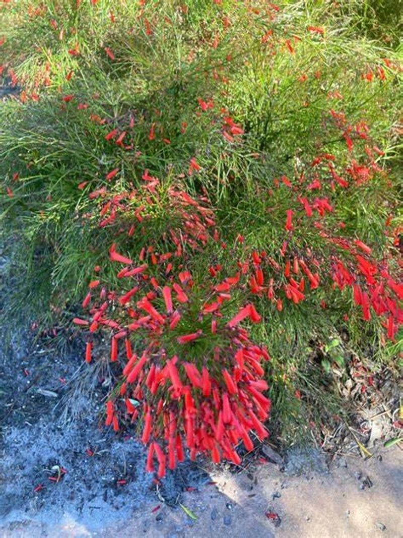 Russelia (Firecracker Plant)