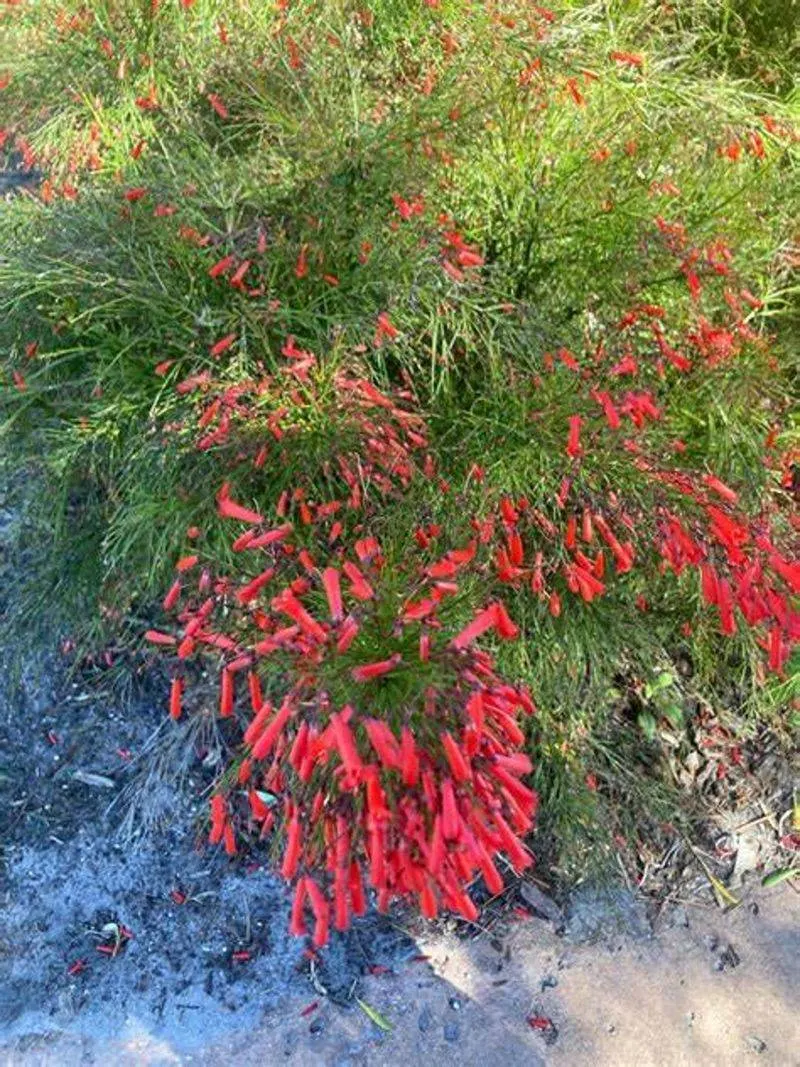 Russelia (Firecracker Plant)