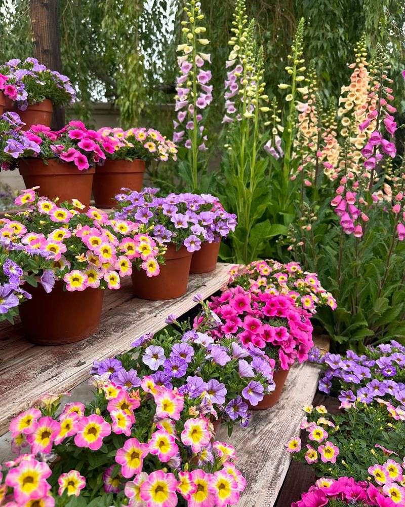 Calibrachoa