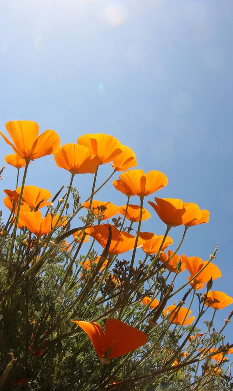 California Poppy
