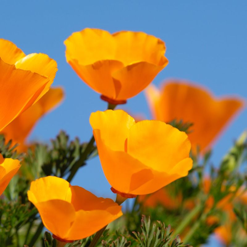 California Poppy