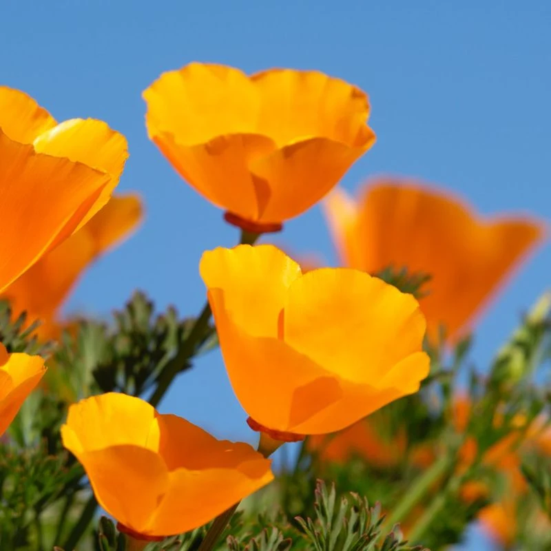California Poppy