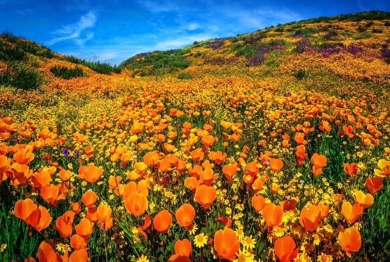 California Poppy