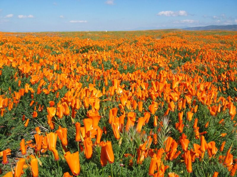 California Poppy Festival