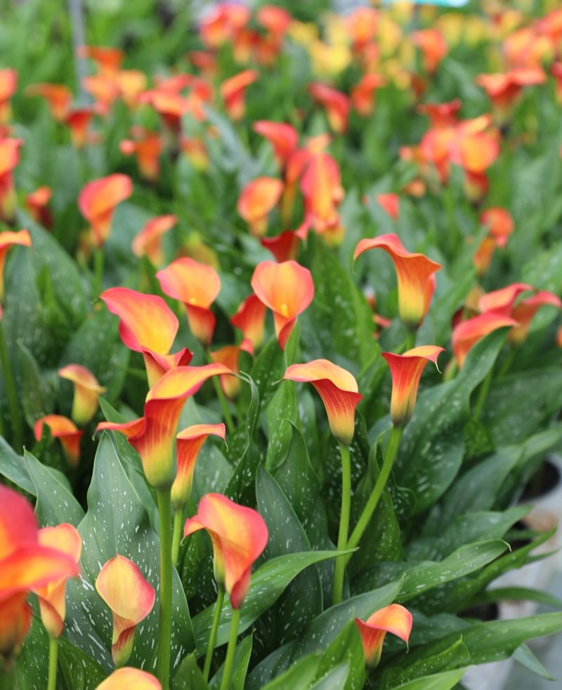 Calla Lilies