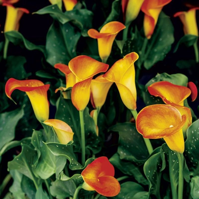 Calla Lily