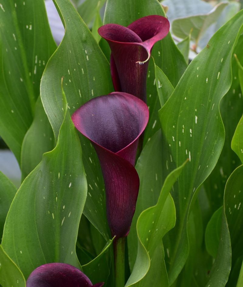 Calla Lily