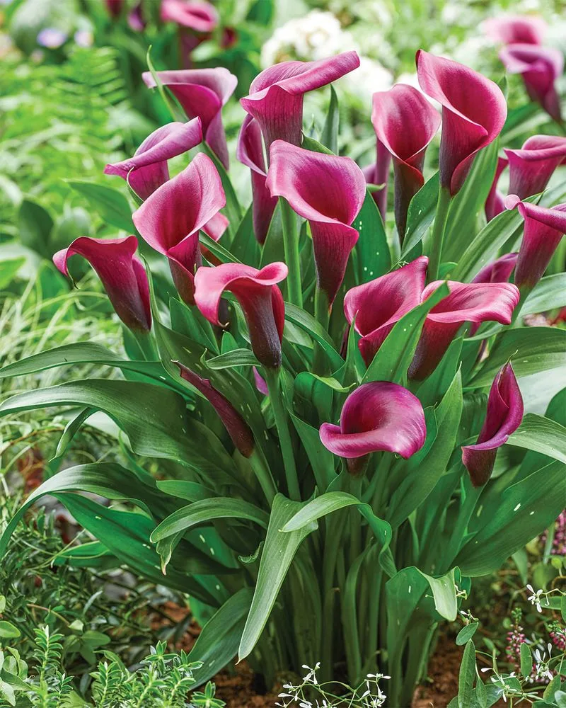 Calla Lily