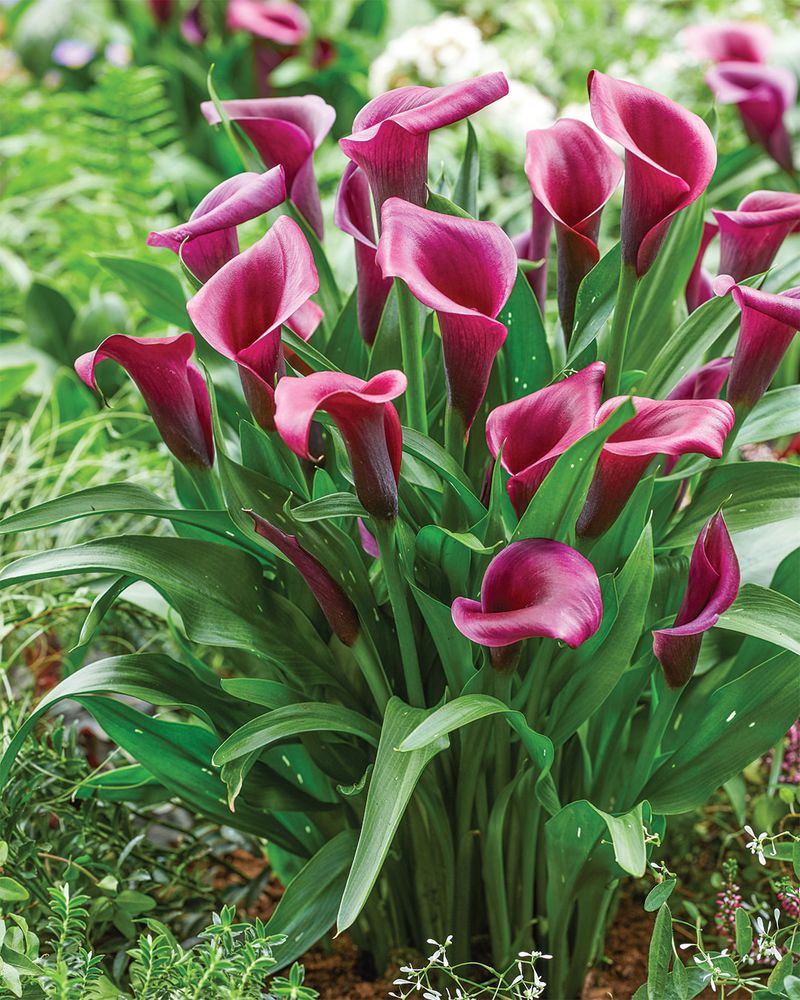 Calla Lily