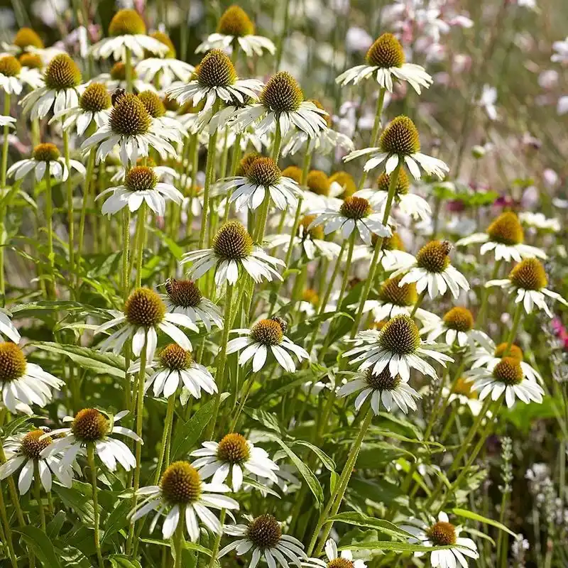 Echinacea