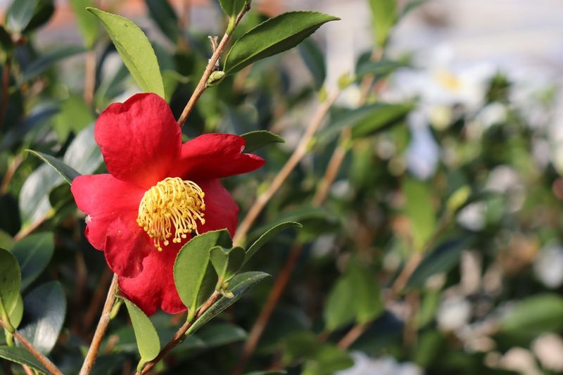 Camellia