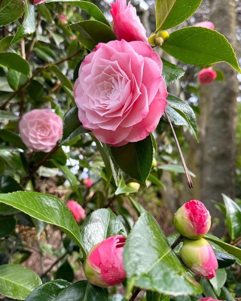 Camellias