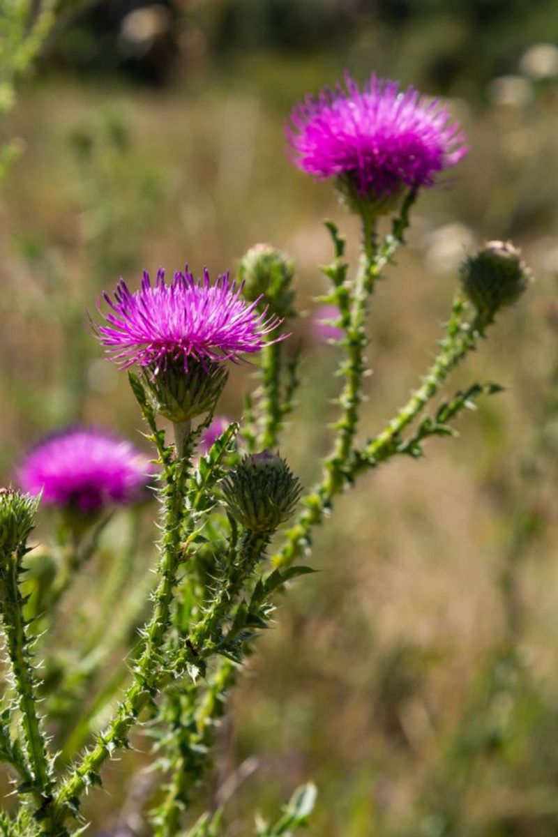 Canada Thistle