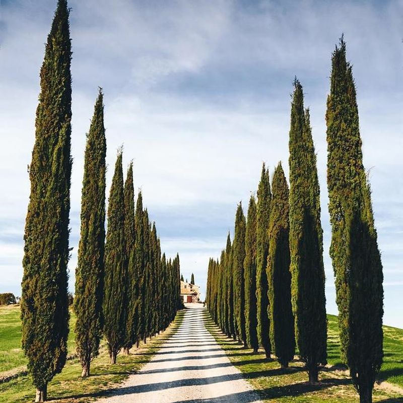 Italian Cypress