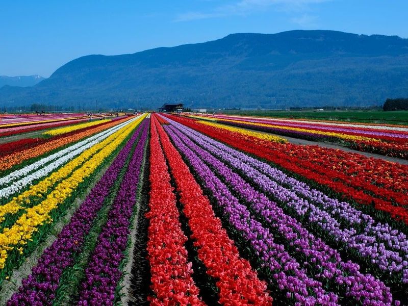 Canadian Tulip Festival, Canada