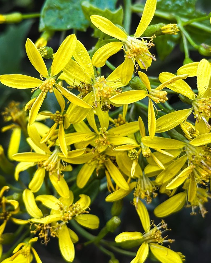 Canary Creeper