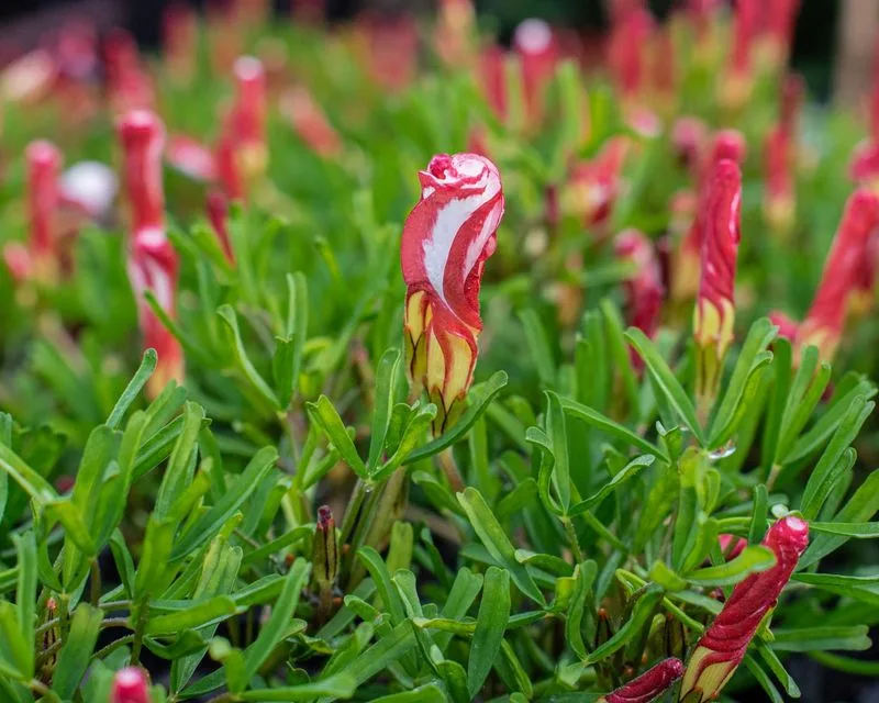 Candy Cane Sorrel