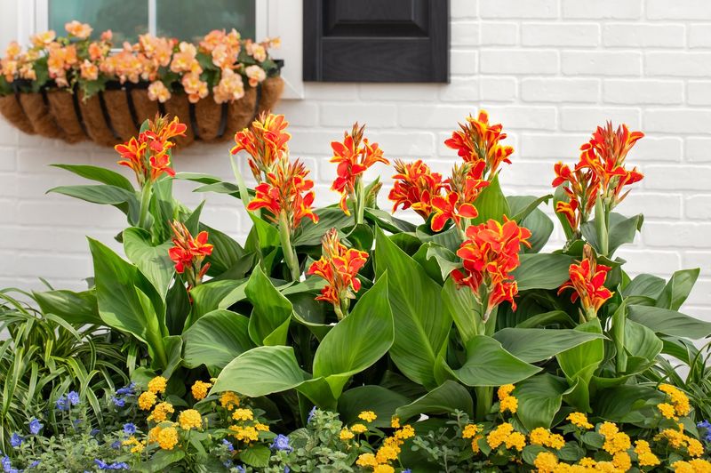 Canna Lilies