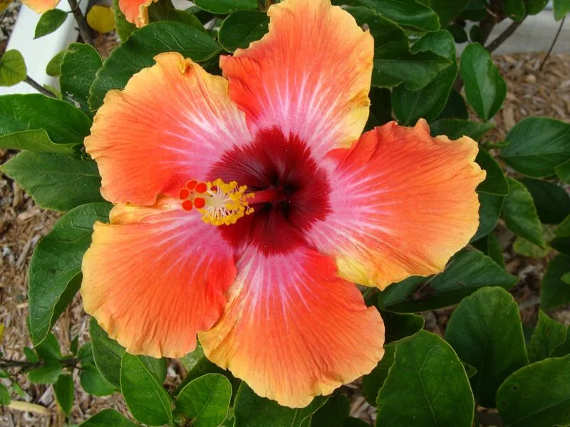 Hibiscus