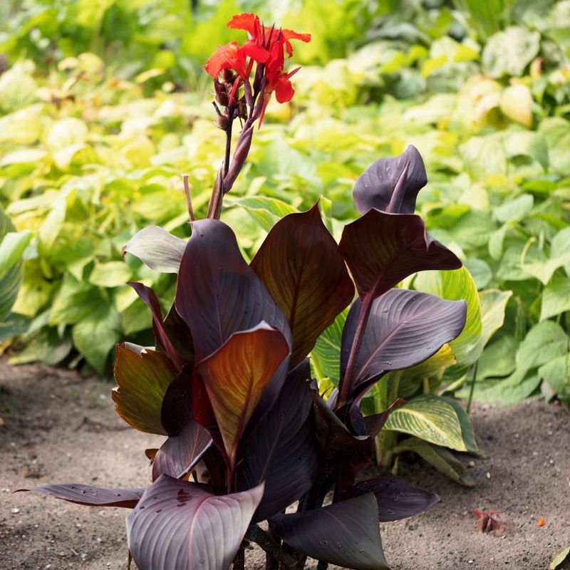 Canna Lily