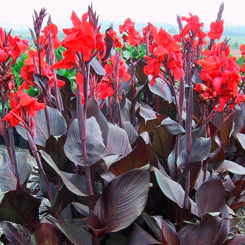 Canna Lily