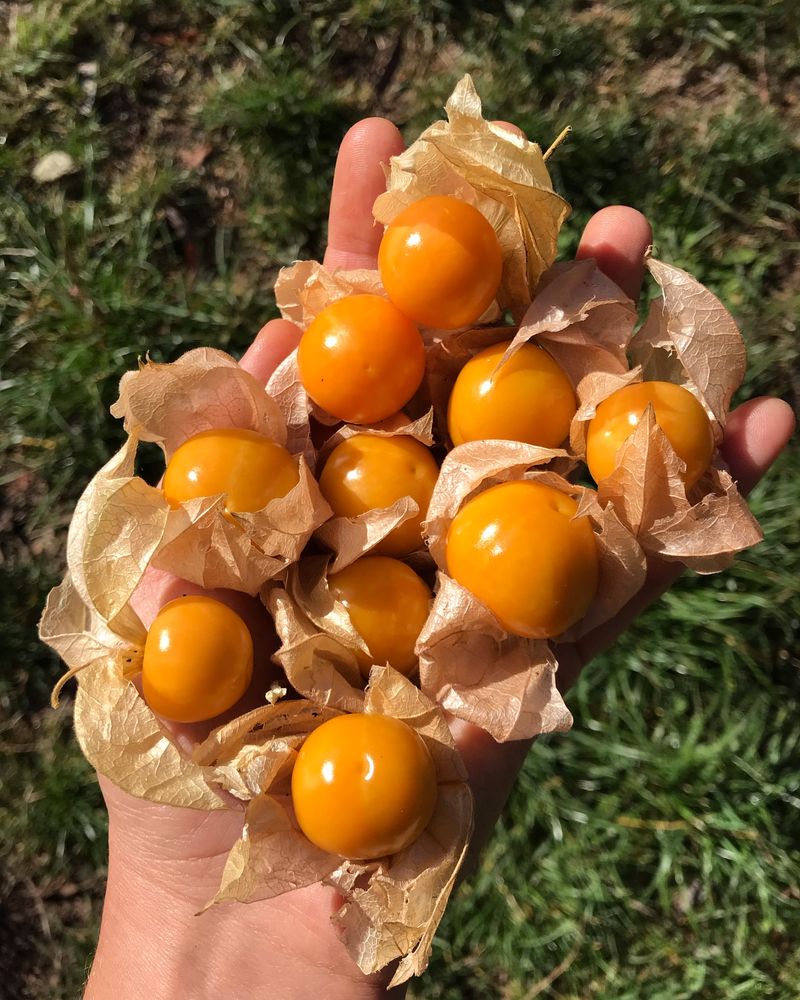 Cape Gooseberries