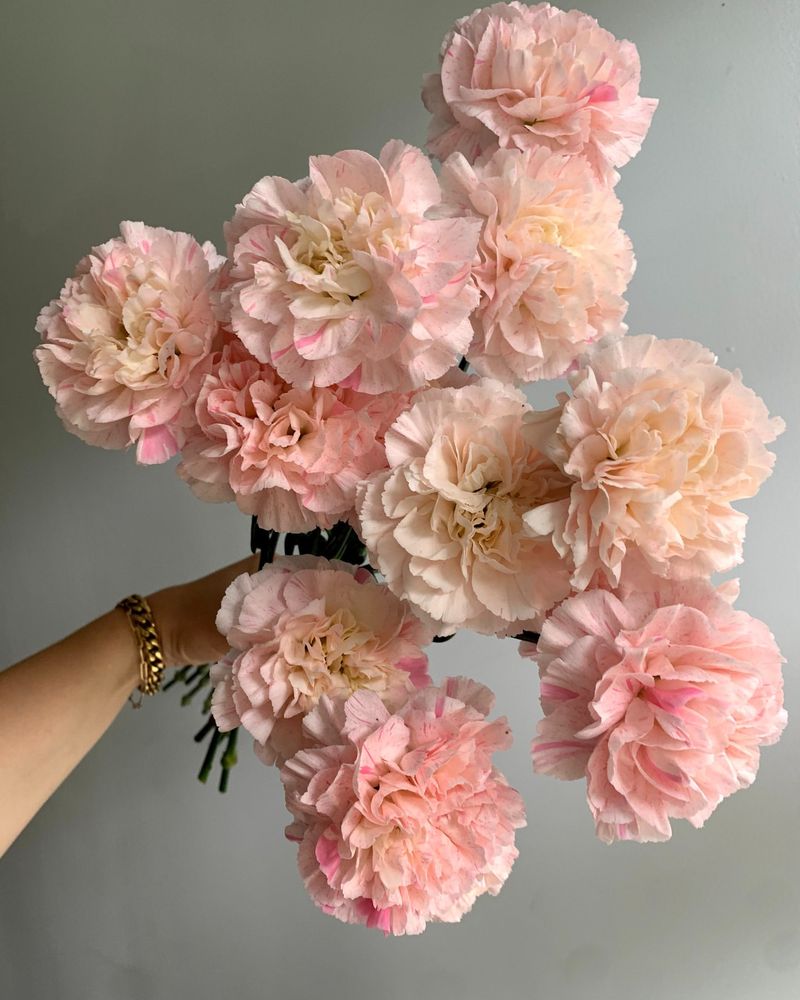 Carnation