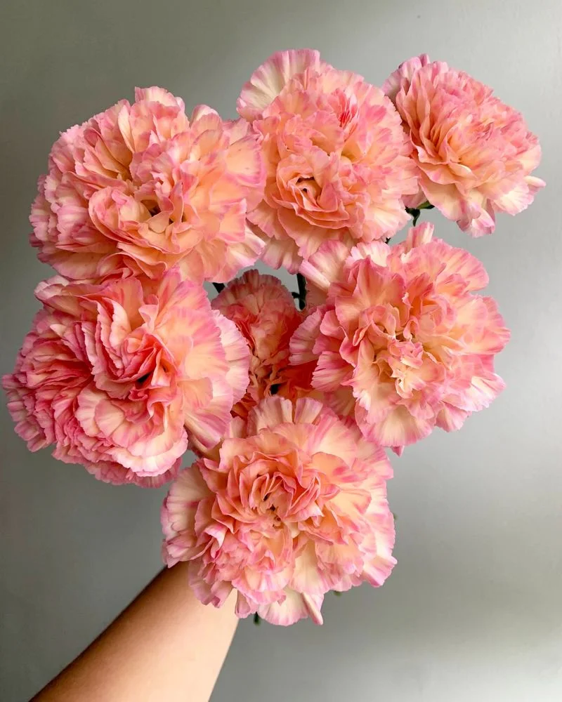 Carnations