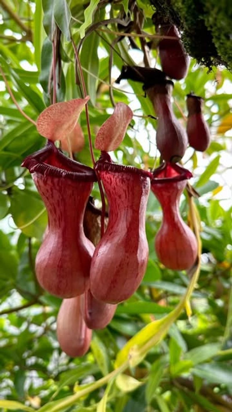 Carnivorous Pitcher Plant's Lure