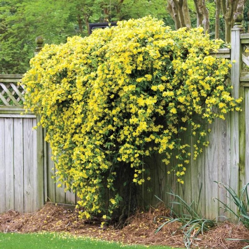 Carolina Jessamine