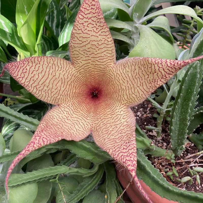 Carrion Flower