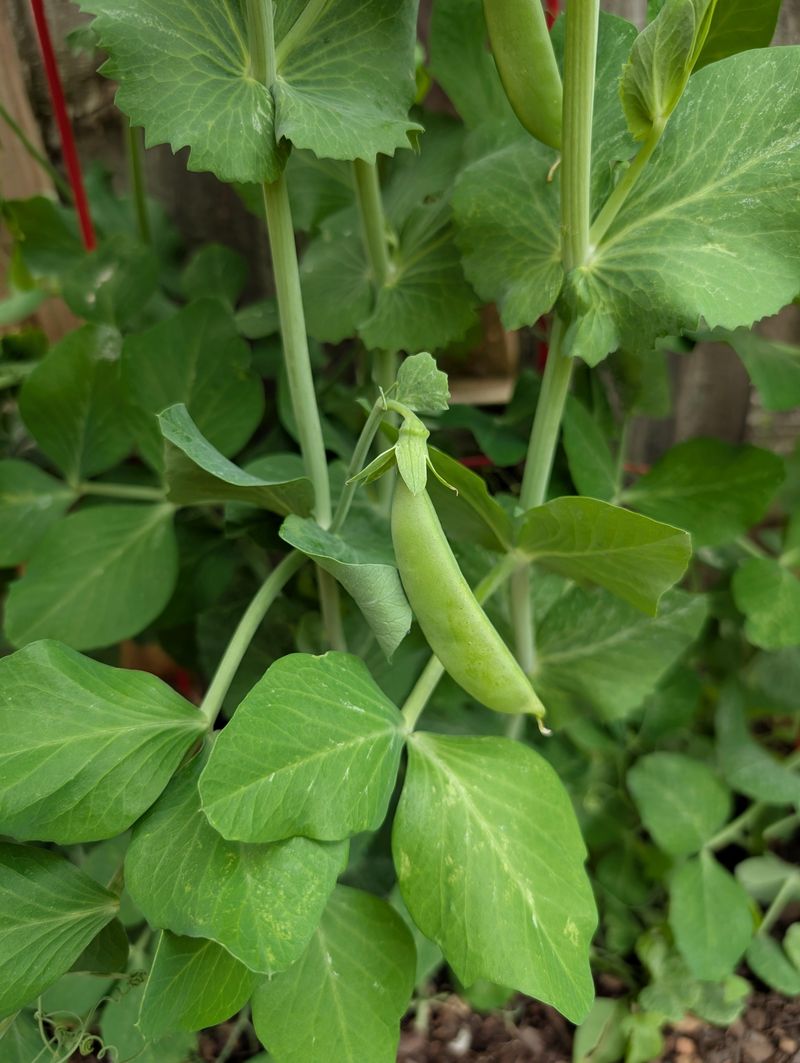 Snap Peas