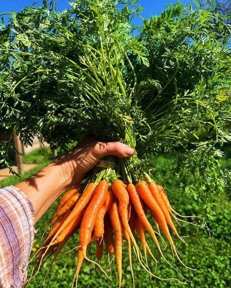 Carrots