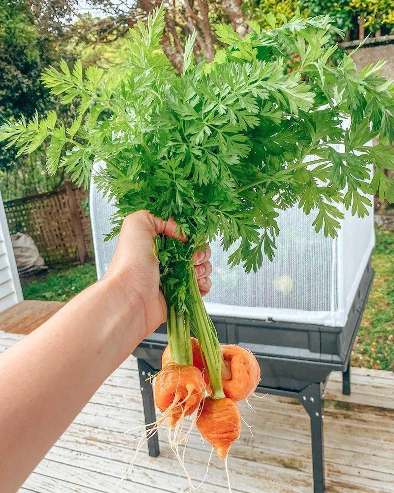 Carrots