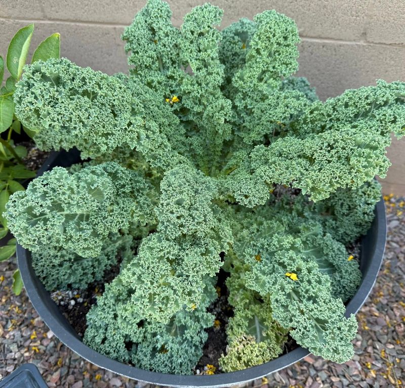 Kale