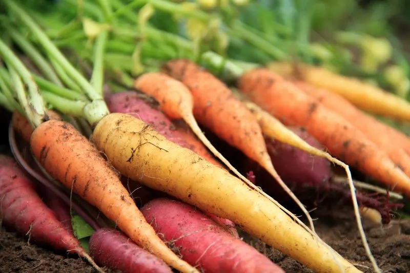 Carrots