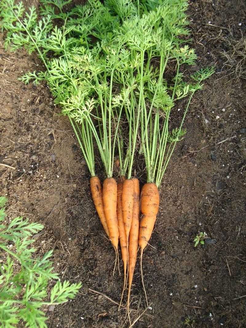 Carrots