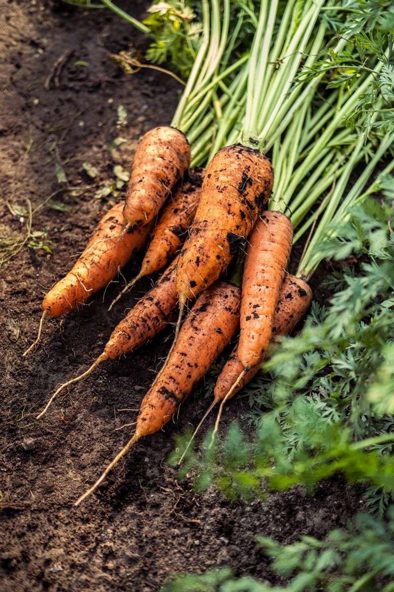 Carrots