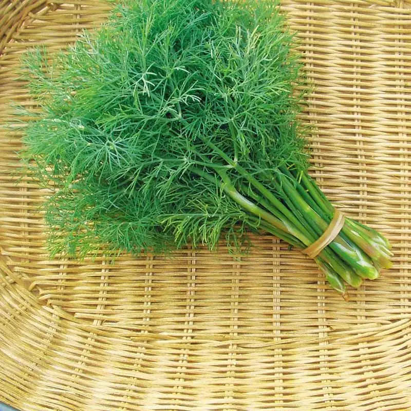 Carrots and Dill