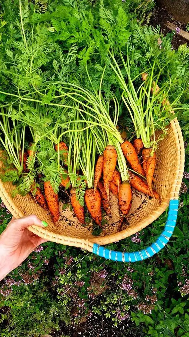 Carrots and Onions
