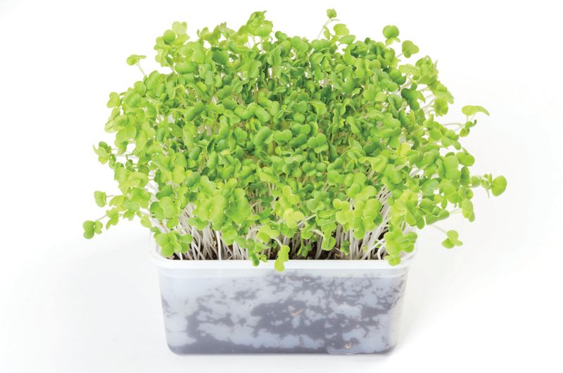 Mustard Greens